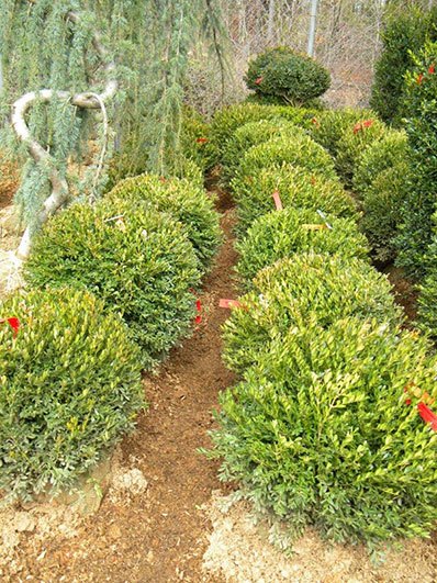 BUXUS JUSTIN BOWERS